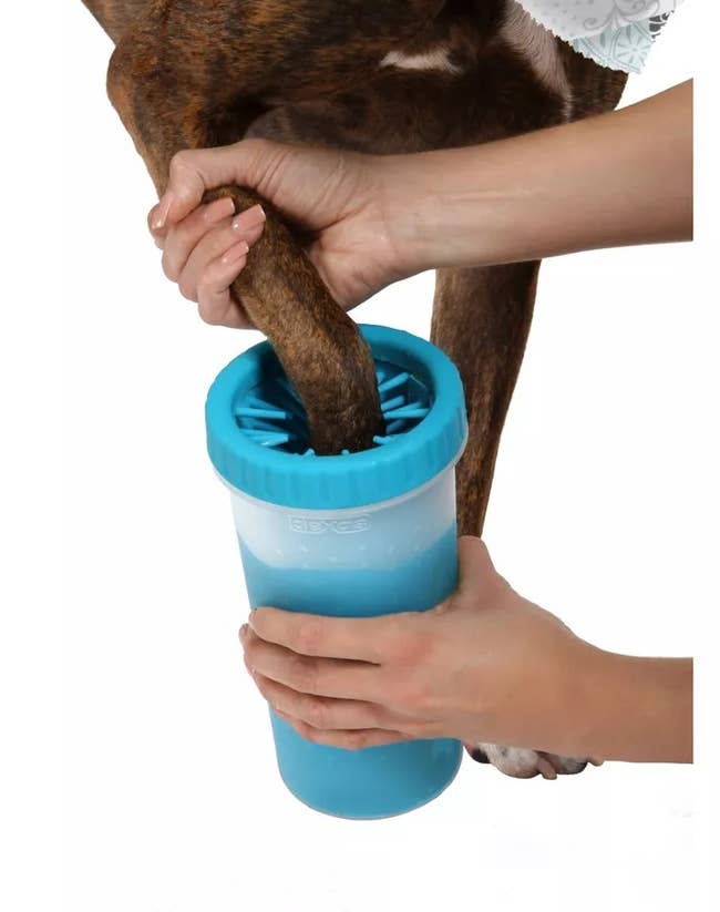 Image of dog paw being cleaned