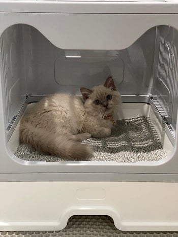 cat chilling inside the grey litter box