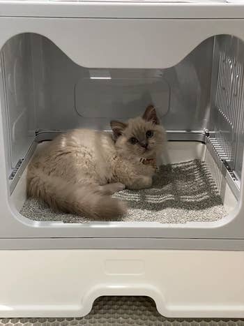 cat chilling inside the grey litter box