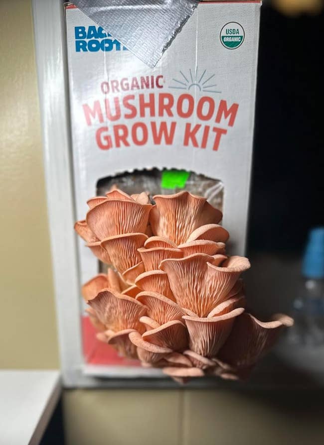 Organic mushroom grow kit with mushrooms sprouting from the box, suitable for home cultivation