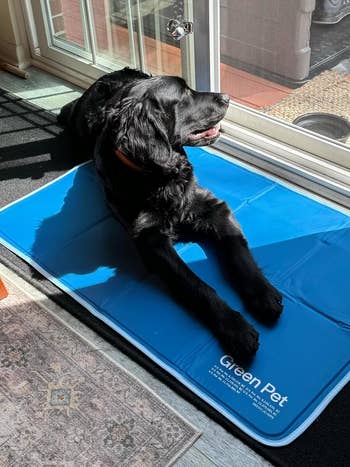 Black dog lying on a 'Green Pet' brand blue cooling mat indoors near a glass door