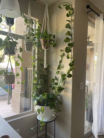 reviewer photo of the clips holding up the vines of their pothos plant to the wall