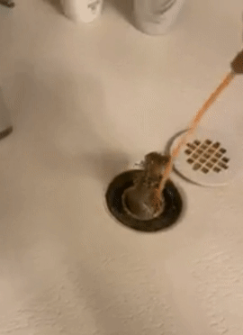 gif of reviewer using the tool to pull a giant amount of hair and gunk out of a drain