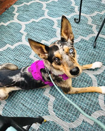 Dog wearing the magenta harness