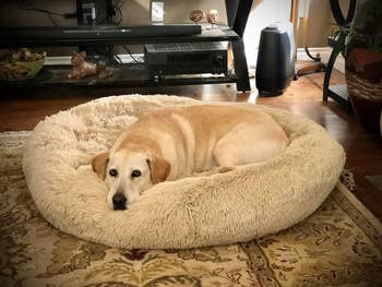 reviewer photo of yellow lab on donut bed