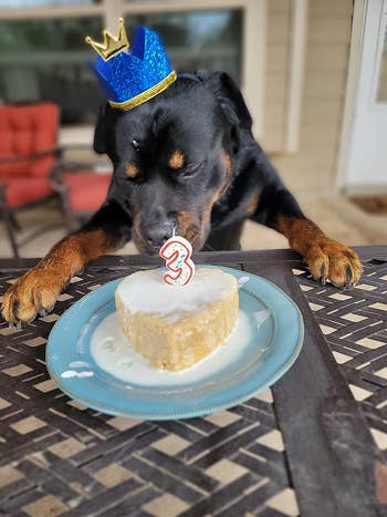 Another reviewer's dog wearing a birthday crown licking a cake with a '3' candle on it
