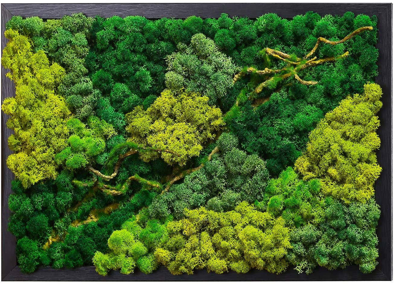 moss in different shades of green with roots all in rectangular frame