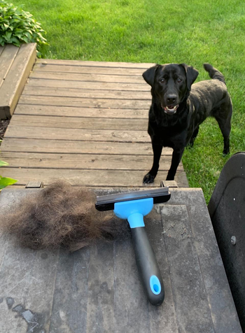 a reviewer shows the results after brushing their dog