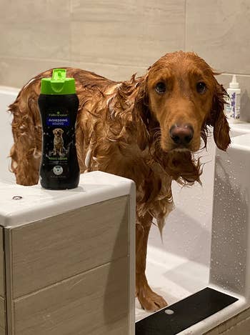 reviewer's brown dog in a bath next to the bottle of deshedding shampoo