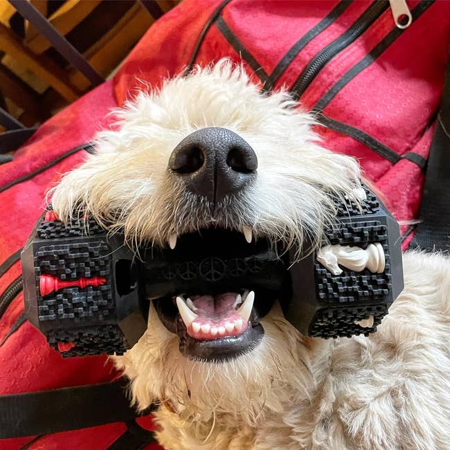 Dog holding a textured dumbbell-shaped artifact  successful  its rima  portion    lying connected  its back