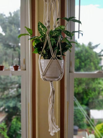 Reviewer image of plant hanger in front of window