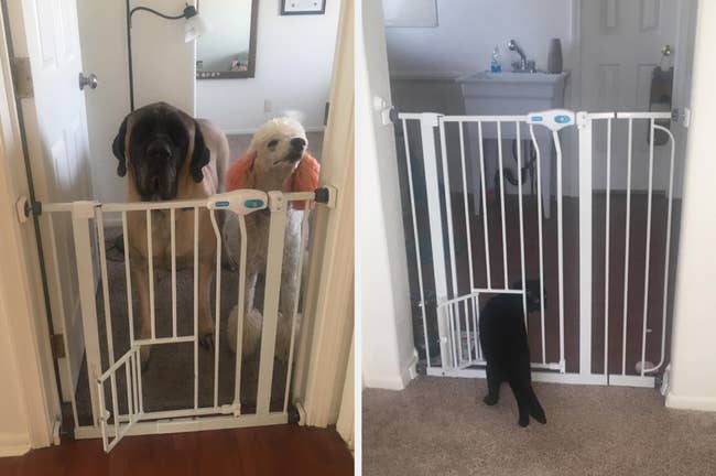 reviewer pic of a white pet gate set up in a doorway, keeping dogs out while a cat is seen passing through a smaller door at the bottom