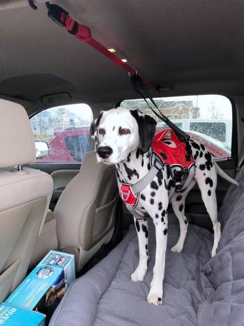 reviewer's their Dalmatian in the backseat of the car using the zipline