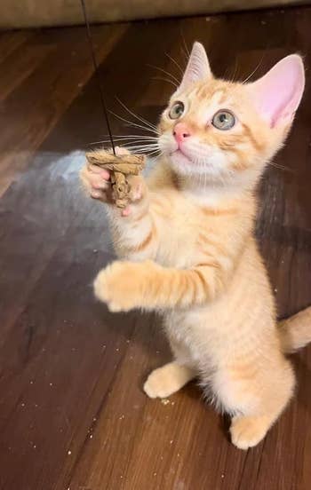 reviewer's orange kitten on hind legs swatting the dancer toy with their oaw