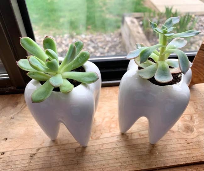 two tooth planters with succulents in each