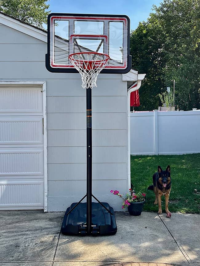 reviewer's adjustable basketball hoop with a dog next to it