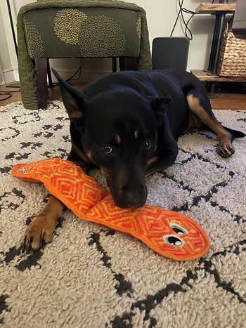 A dog playing with the toy in the shape of a snake