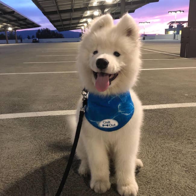 a reviewer photo of their white samoyed dog wearing the blue bandana