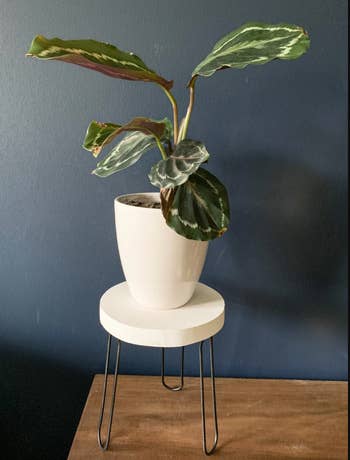 white hairpin plant stand holding a plant