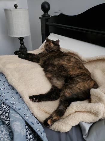 reviewer's cat sprawled out on the fleece blanket on a bed