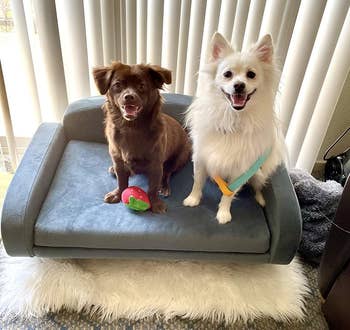 Two happy dogs on a pet bed with a toy