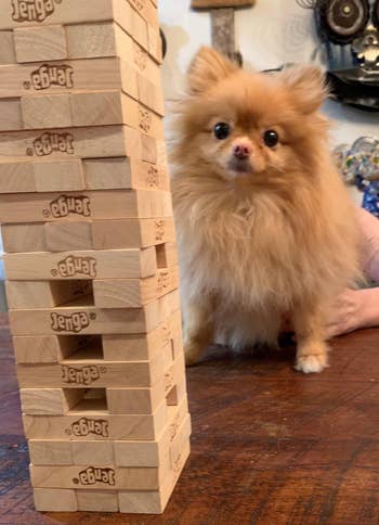 A reviewer's Jenga game set up with a dog behind it