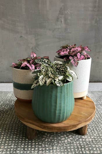 potted plants on a wooden plant stand