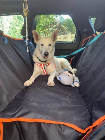 Dog sitting in the back seat of a car with a plush toy, wearing a harness. The car interior is lined with a protective cover