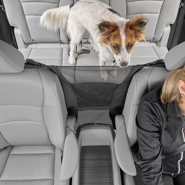 Car with pet barrier: A dog in rear seat is separated by mesh barrier from person in the front. Featured in a shopping article