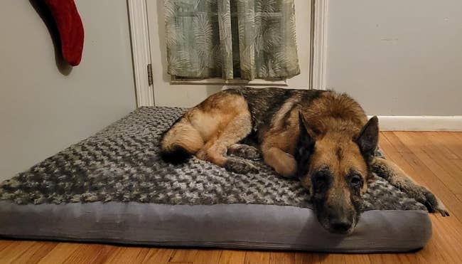 reviewer's photo of a german shepherd laying on the pet bed