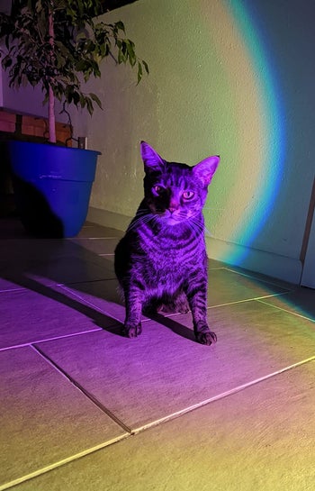 reviewer photo of cat in blue sunset light
