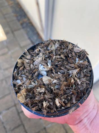 A manus  holds a works  cookware  filled with dry, brownish  integrated  debris, perchance  works  worldly  oregon  mulch, implicit    a stone-paved surface