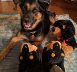 Reviewer wearing the slippers next to their German Shepherd, with their coloring. matching perfectly
