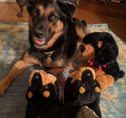 Reviewer wearing the slippers next to their German Shepherd, with their coloring. matching perfectly