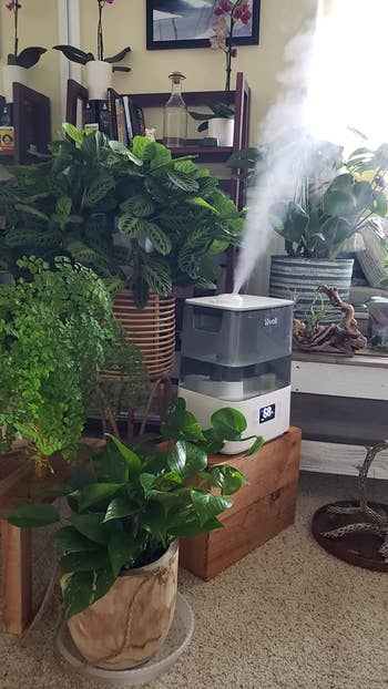 reviewer photo of humidifier emitting steam amongst a lot of plants