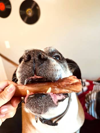 Dog eagerly biting a ample bony held by a person's hand, with vinyl records successful the background