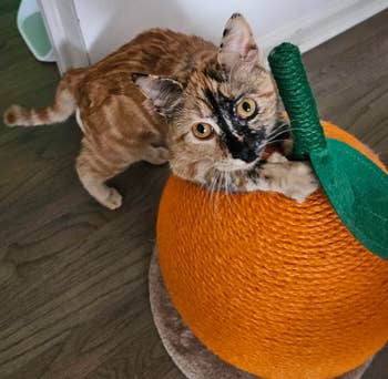 Cat playing connected an orange-shaped scratcher