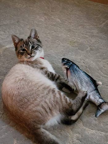 A reviewer's feline  holding connected  to the food  with each  4  paws