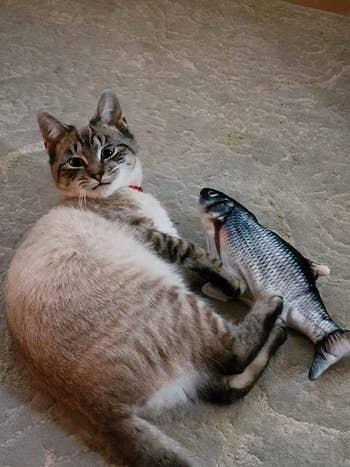 A reviewer's cat holding on to the fish with all four paws