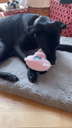 gif of a dog squeaking the pig toy
