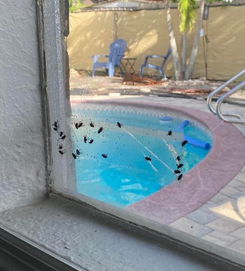 the sticky tape on a window with a bunch of flies stuck to it