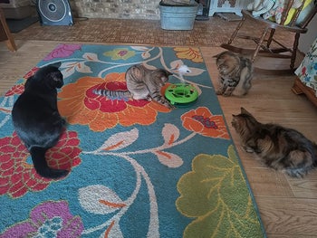 Another reviewer's four cats all mesmerized by the toy