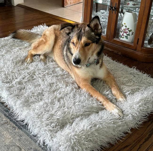 A dog lies on a shaggy rug-like bed