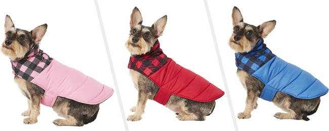 Three images of a dog wearing pink, red, and blue coats