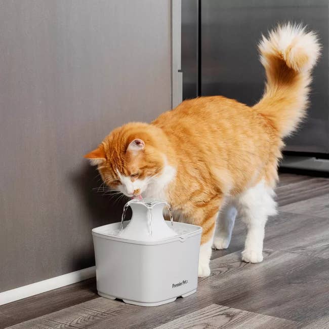 Image of cat using fountain