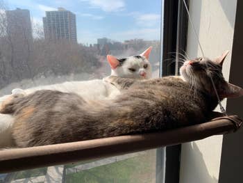 a couple of cats hanging out on the hammock