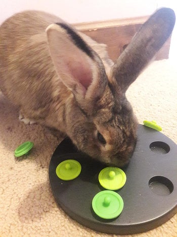 reviewer photo of a bunny using the circle toy to find treats