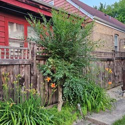 reviewer's tree growing right against fence