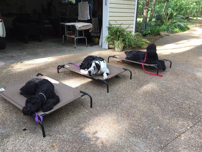three dogs relaxing on elevated dog beds outside
