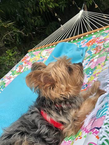 Yorkie lounges on same hammock in a reviewer's backyard